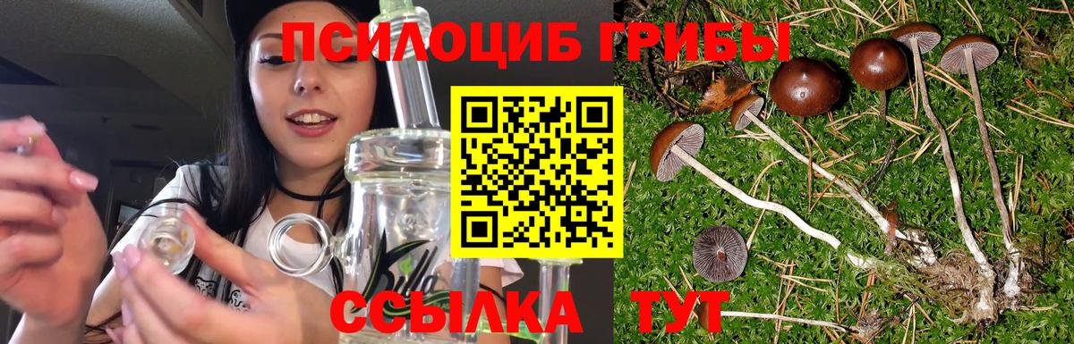 Благовещенск  наркотики  Вход с VPN  Псилоцибиновые грибы GOLDEN TEACHER 